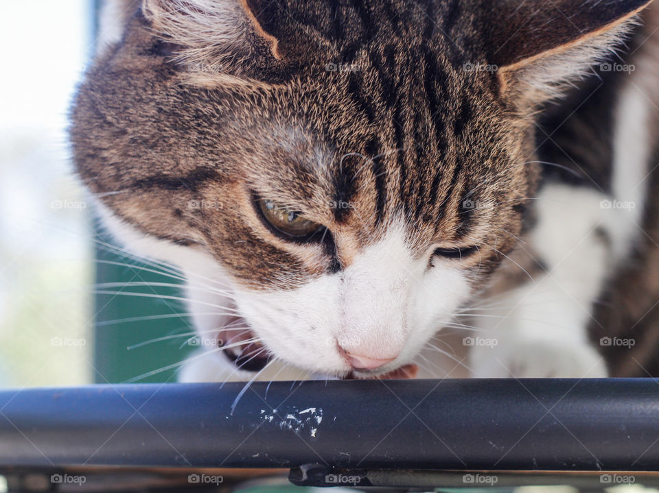 A tabby and white cat eats a snack - head shot