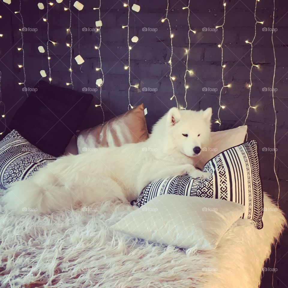 Your interior is not completed if samoyed is not there. Home without a dog is just a house. And who said that samoyeds love running, they love to lie down 