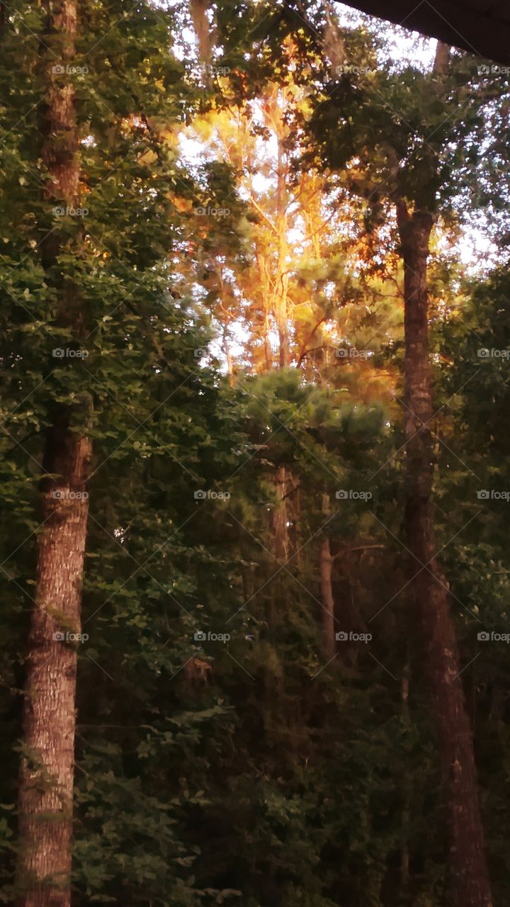 sun setting casting its yellow and orange glow onto and through the trees in the east
