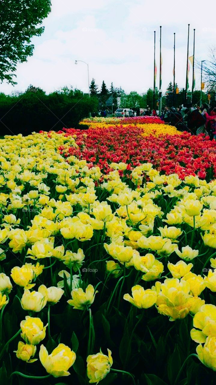 Beautiful colourful  Flowers