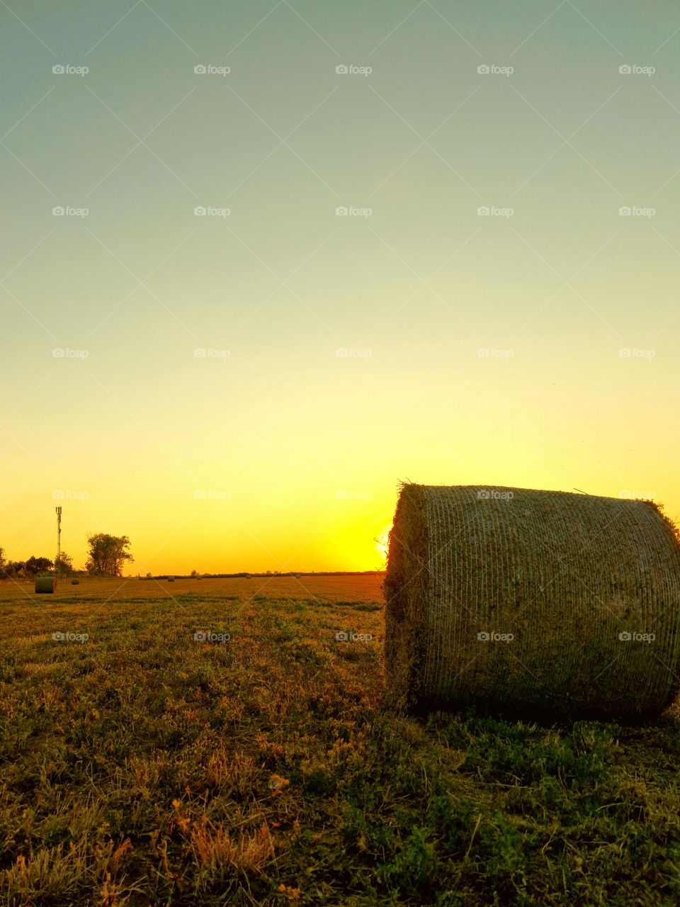 sunset on the field