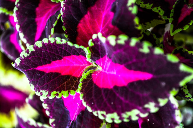 Colorful Leaf