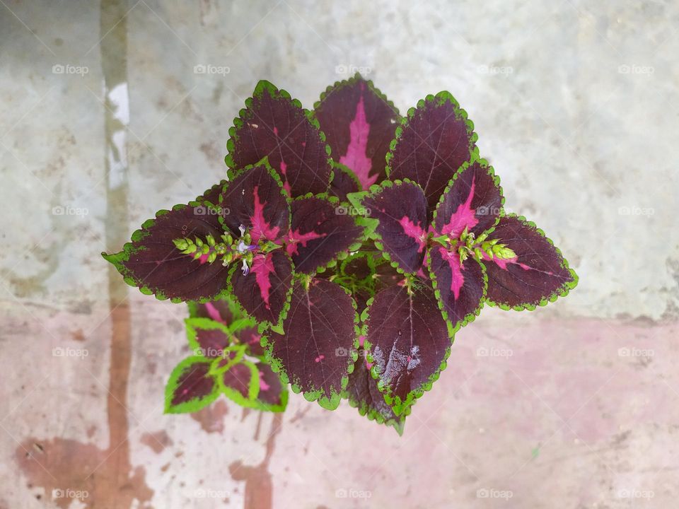 waw so beautiful so good