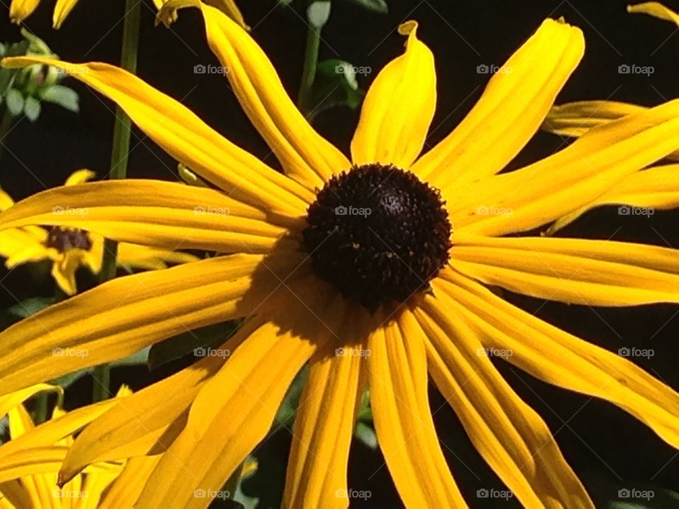 Beautiful blackeye Susan 