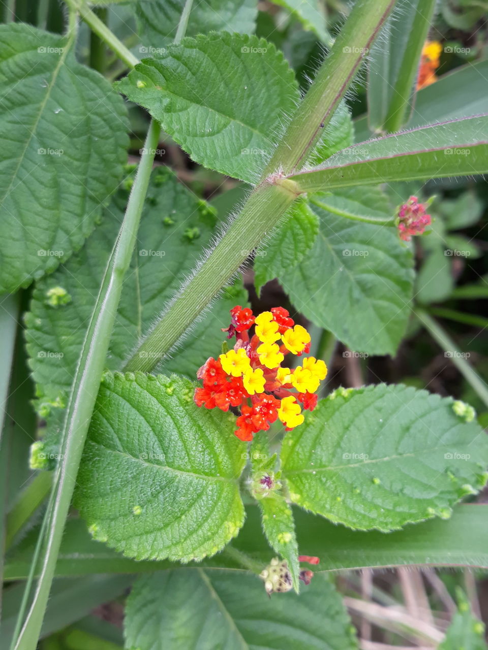 littlle yellows and reds