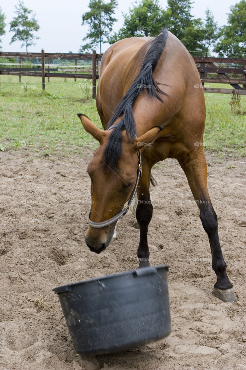 Mammal, Farm, Horse, Cavalry, Animal