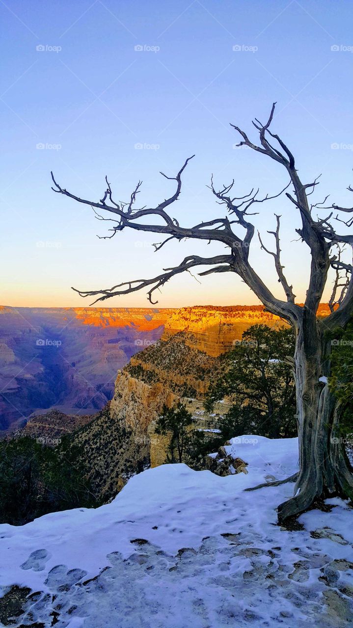 Sunset in the Grand Canyon 1 bare tree waiting to be warmed by a glimpse of the sun before night fall