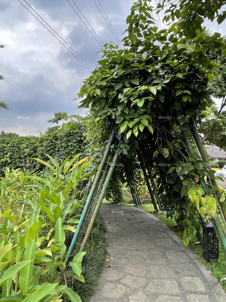 Pathways at green garden just like cove trees
