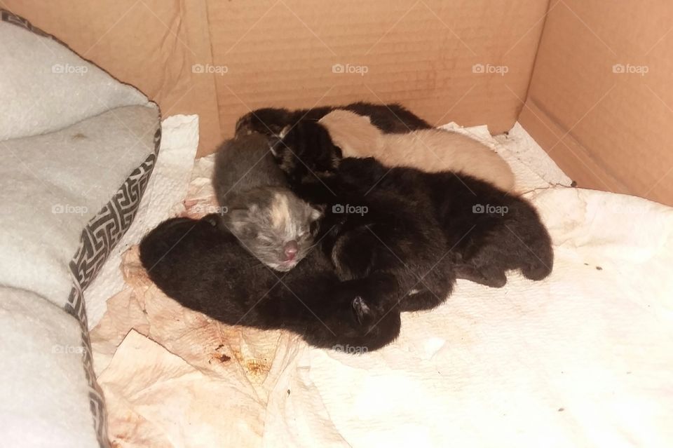 Group of just born kittens