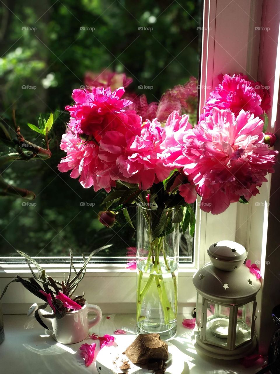 Peonies in a vase