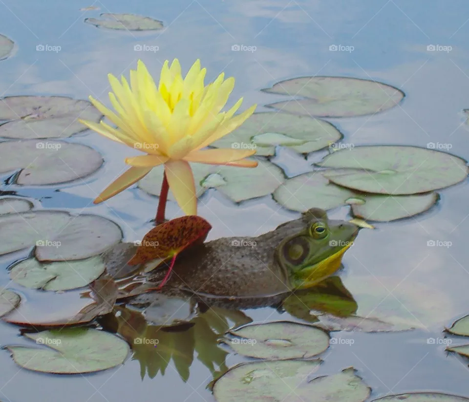 Frog
