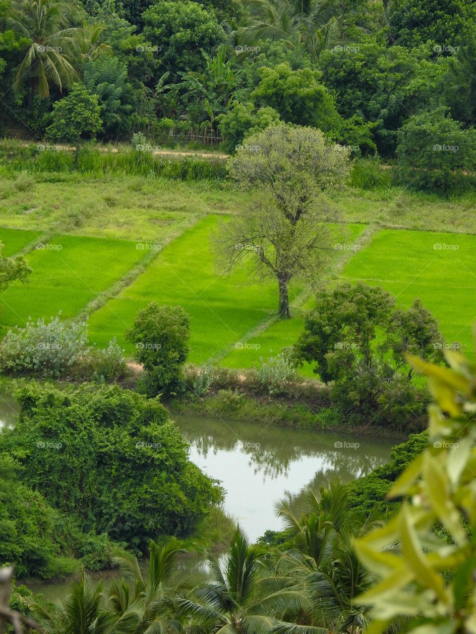 A beautiful green paddy field