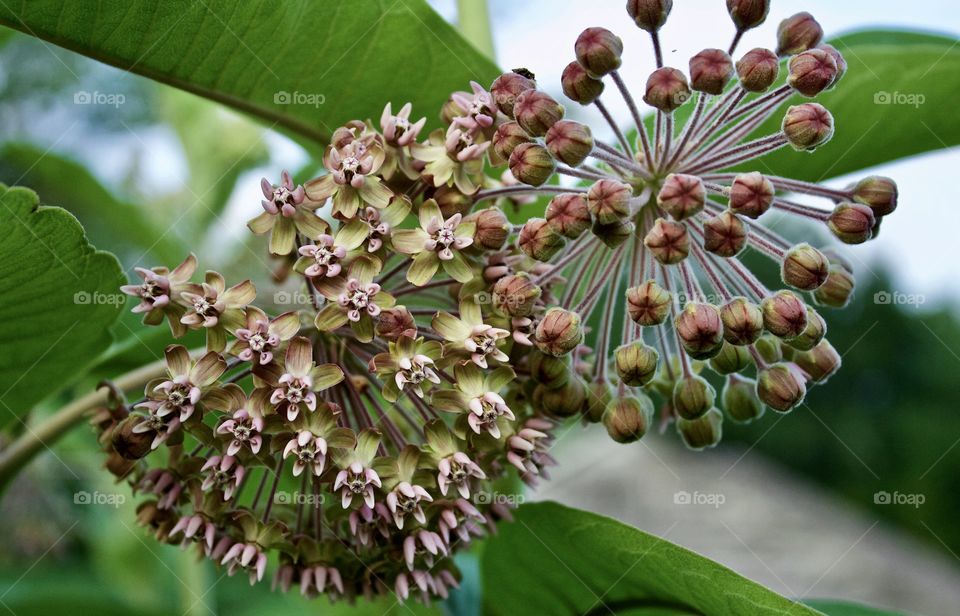 Closeup of Common Milkweed buds, blossoms and leaves against a blurred sky and rural background