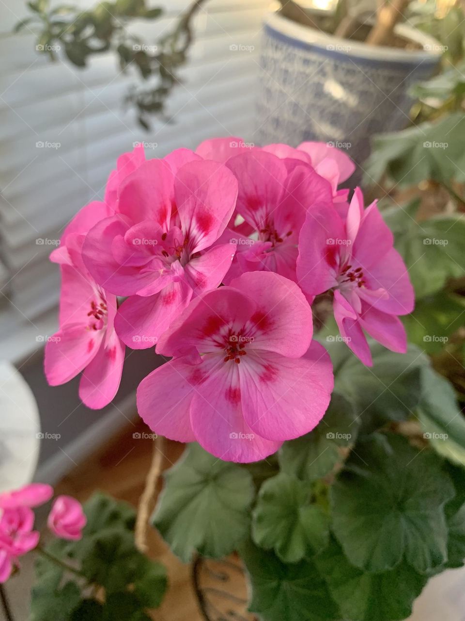 Geranium