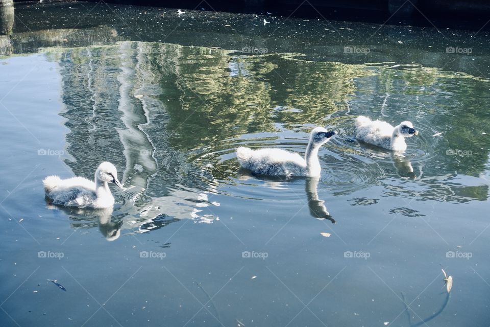 Three cygnets on the water.