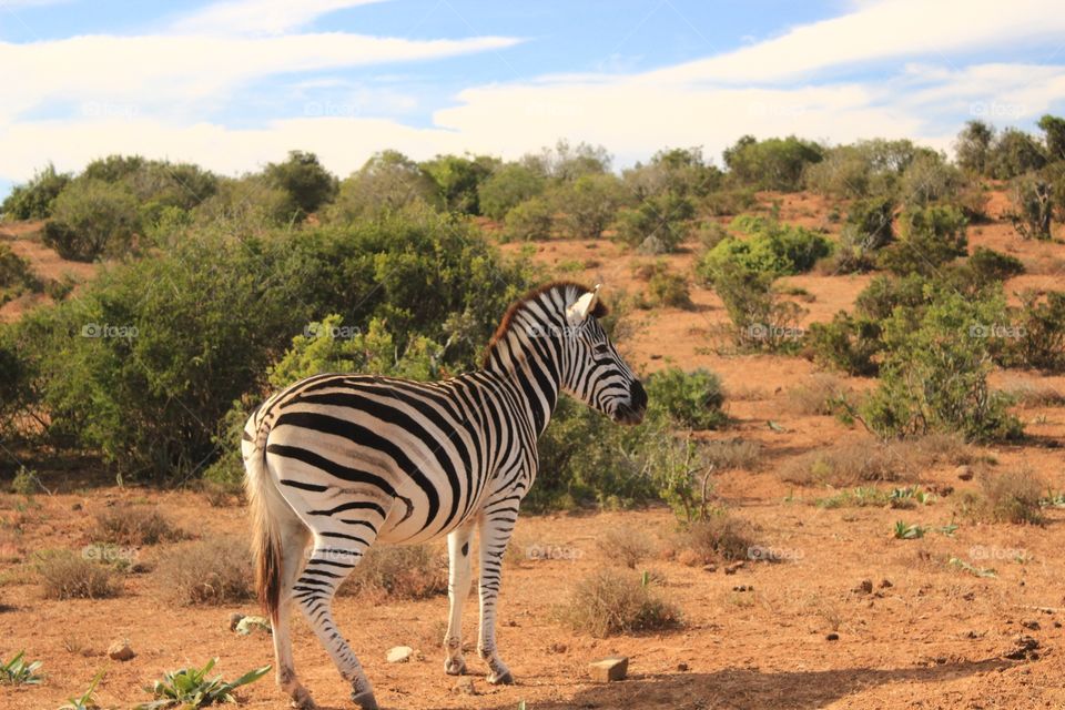 A Zebra and bushes and sky