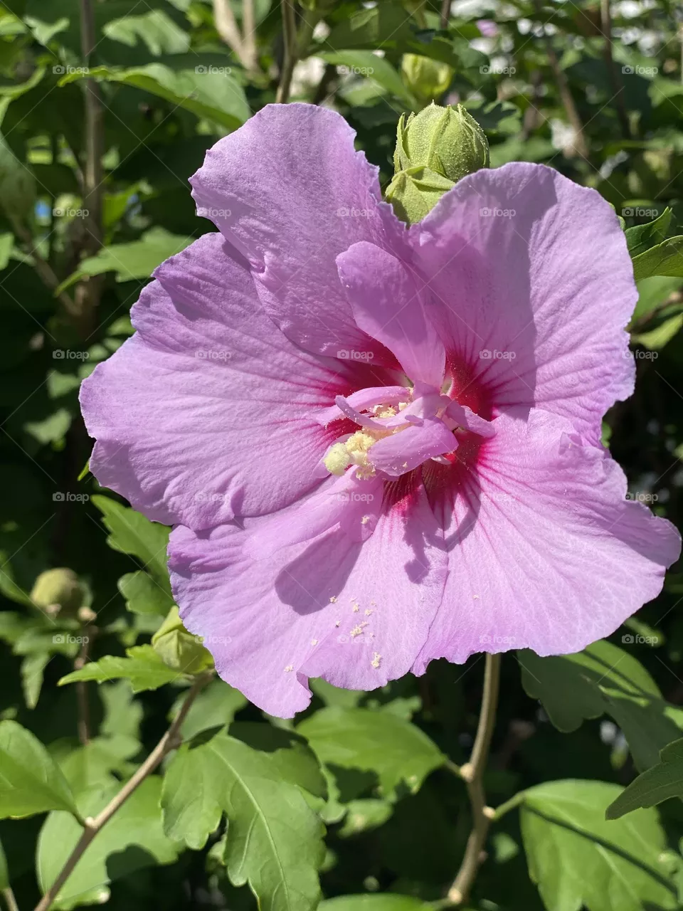 Awesome pink flower 