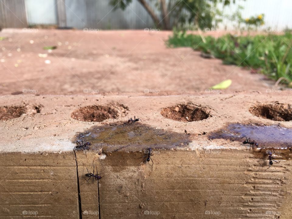 Large worker Ants on a brick outdoors Australia

