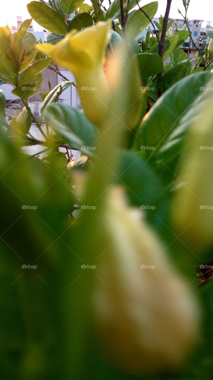 lovely flower with buds and  green leafs