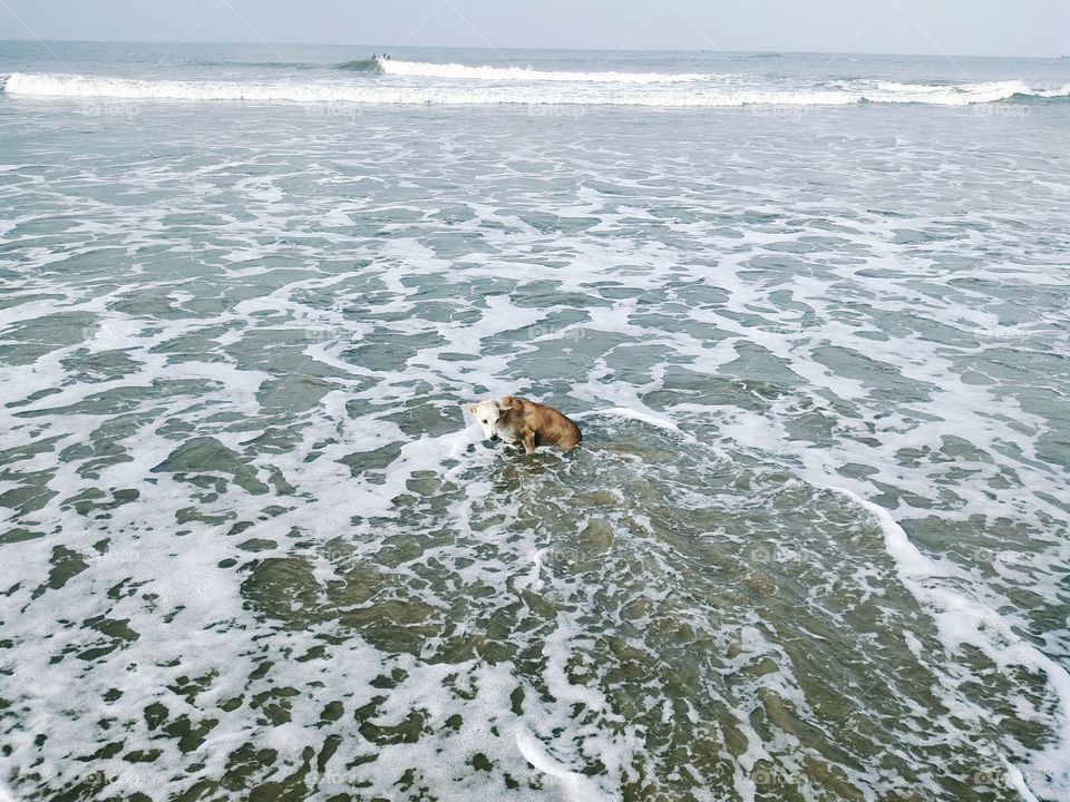 Indian dog is taking bath in Beach , Summer time background.