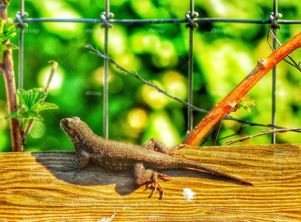 Wild Lizard In The American West
