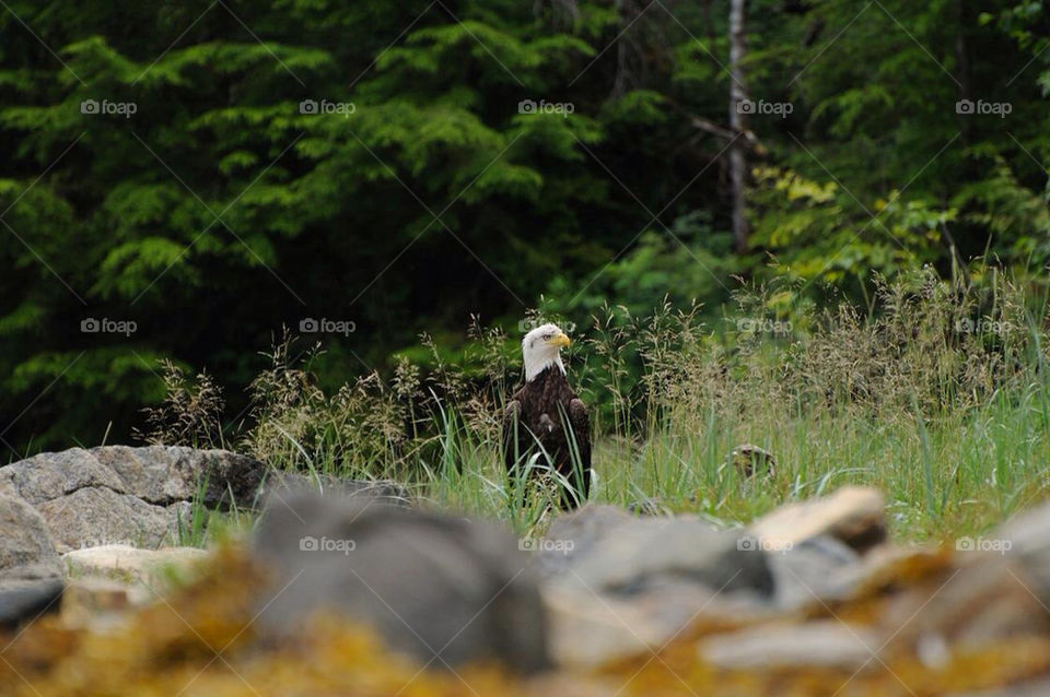 eagle usa forest alaska by jifkak