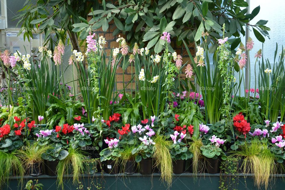 All kinds of beautiful flowers 