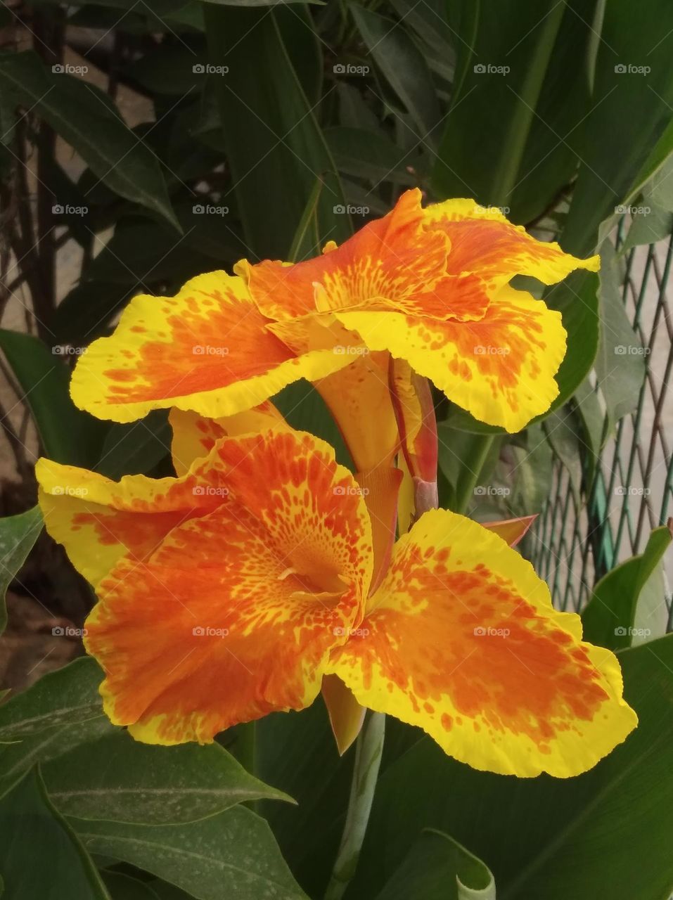 yellow and orange colour flowers seasonal fresh shurb small size looks very beautiful generally found everywhere