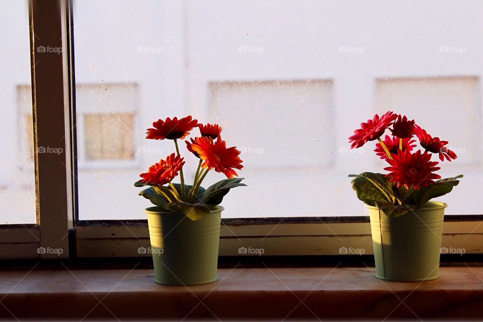 Window, sun, rain and flowers 