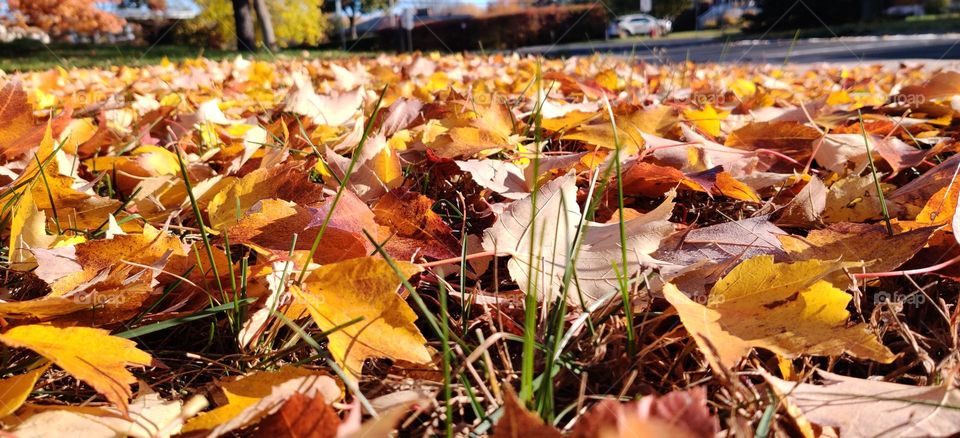 colored falling leaves