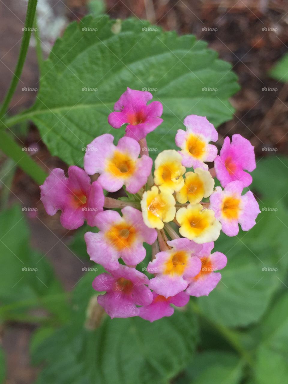 Lantana flower