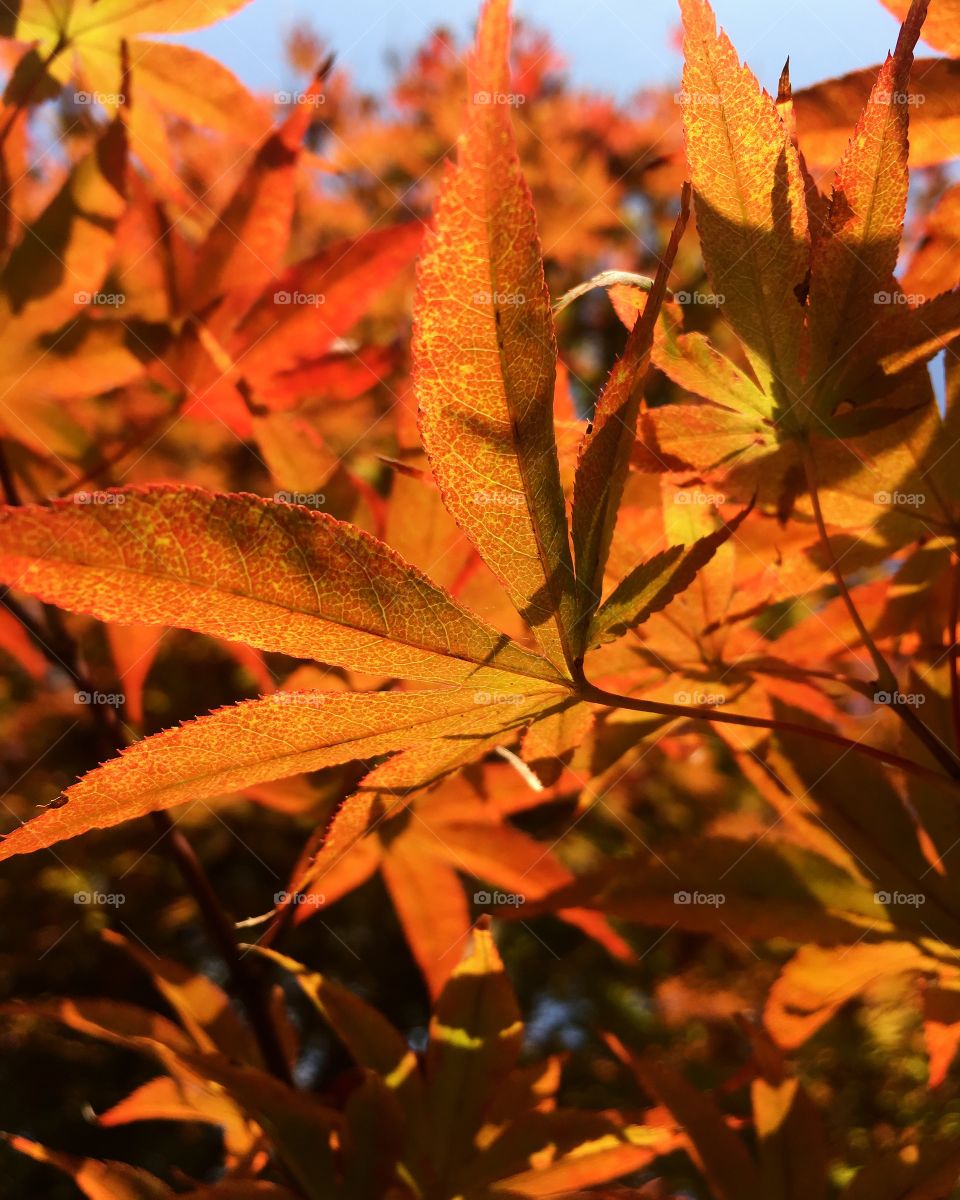 Bright Fall Foliage, North Carolina  