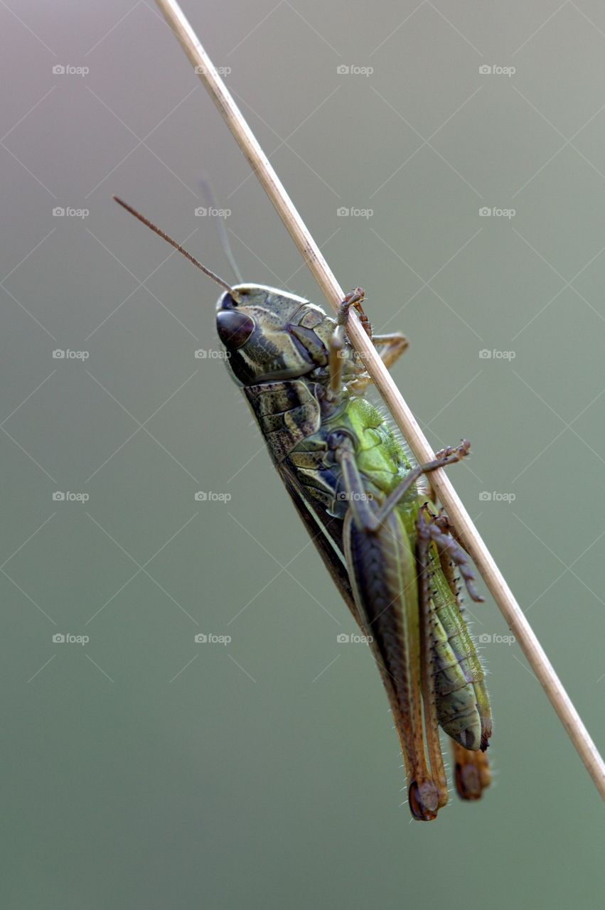 Grasshopper