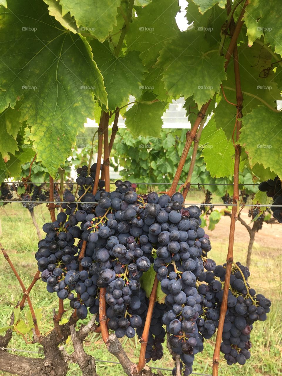 Vineyard, Grapevine, Wine, Vine, Winery