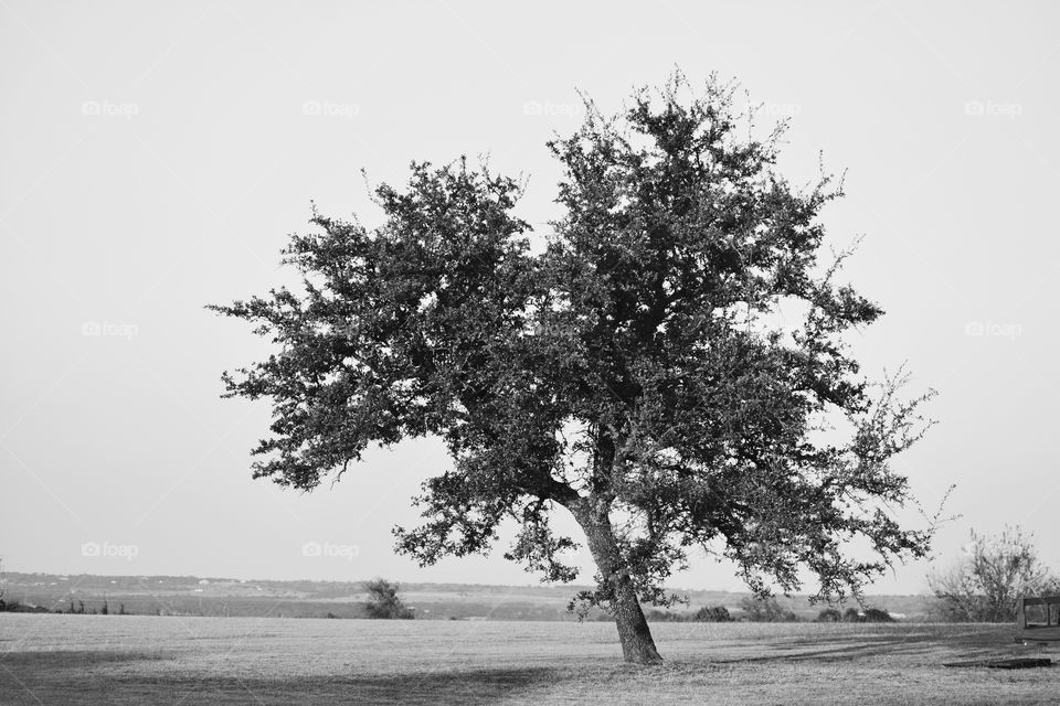 B/W tree scenic view 