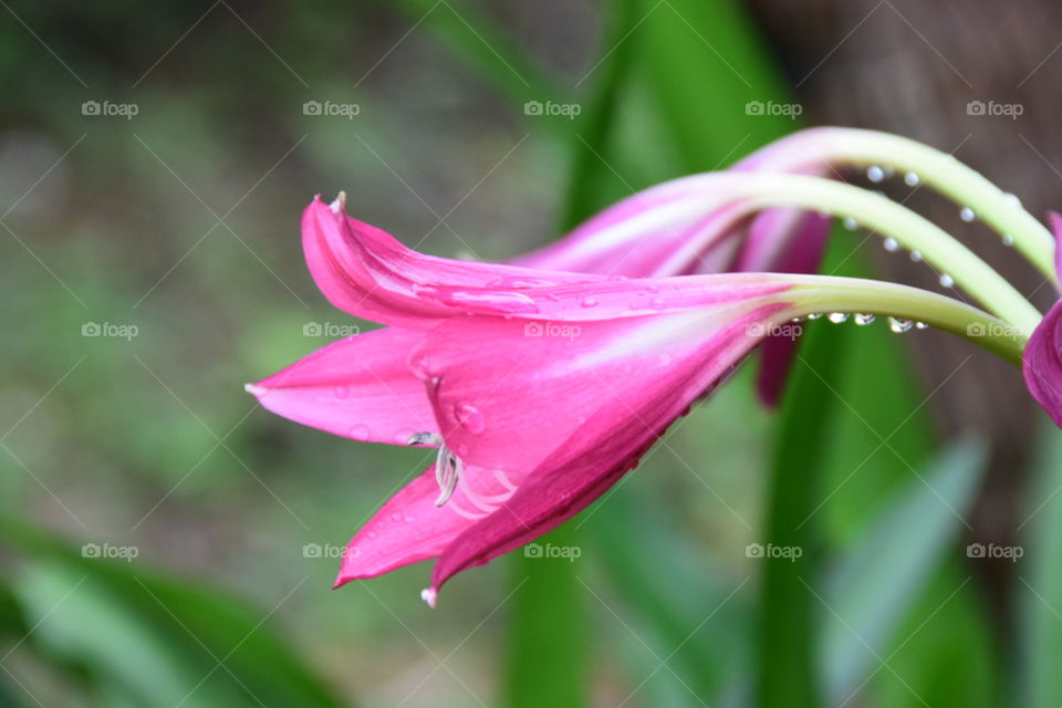 Pink flower after the rain
