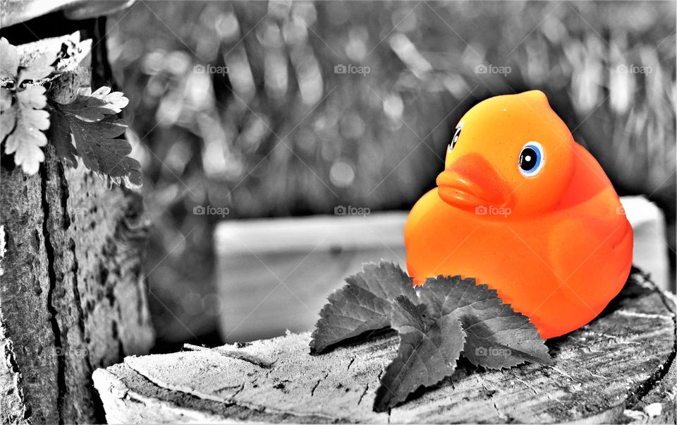 black and white picture with bright orange rubber duck at the foreground