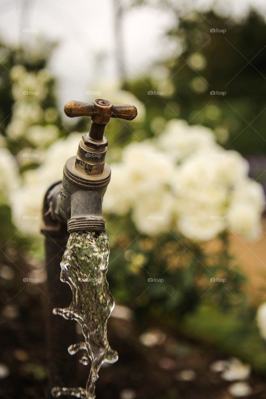Tap flowing . Water flowing from a garden tap