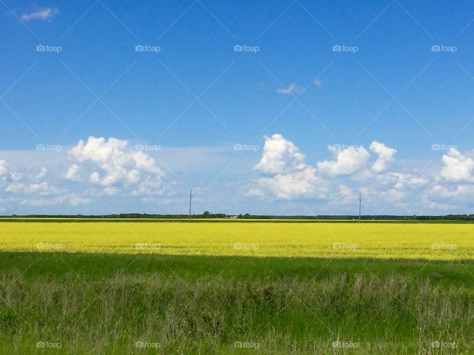 Canola field - Landscape in Manitoba, Canada 