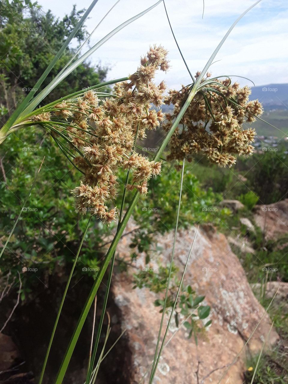 A beautiful summer plant that could be able to grow up to the size of two metres.