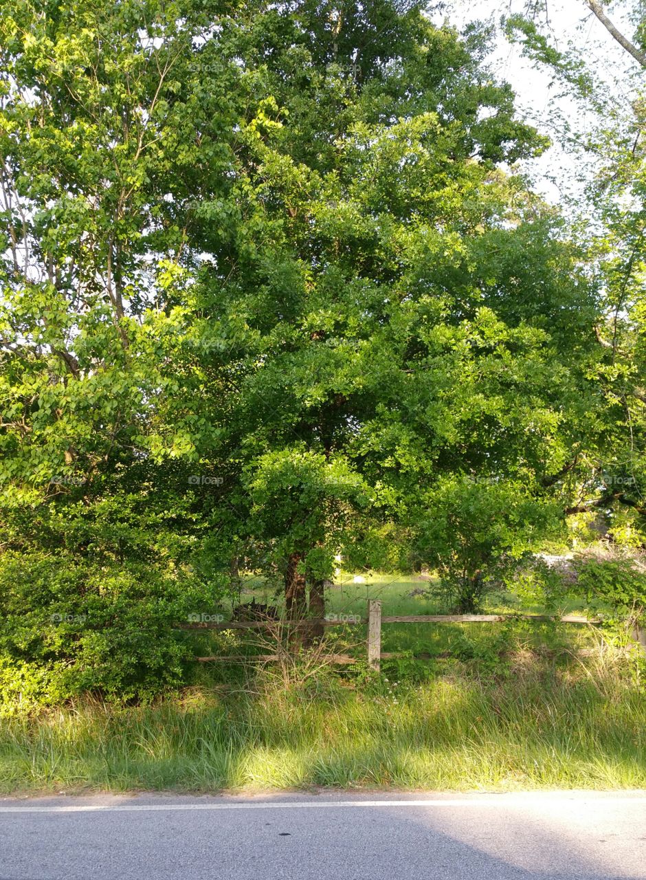 Trees behind fence