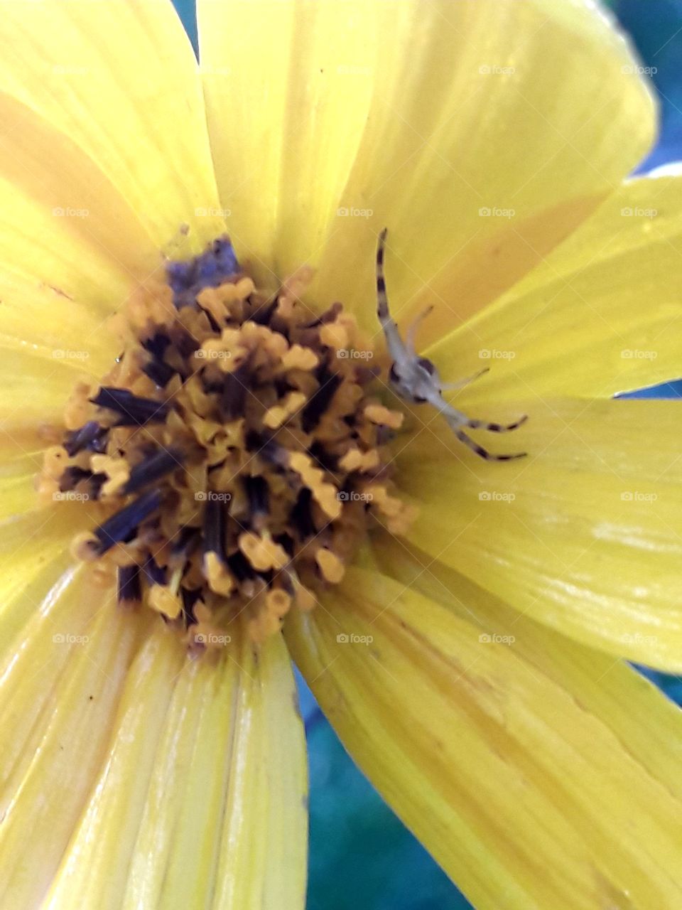 heart of a yellow topinambur flower and an insect