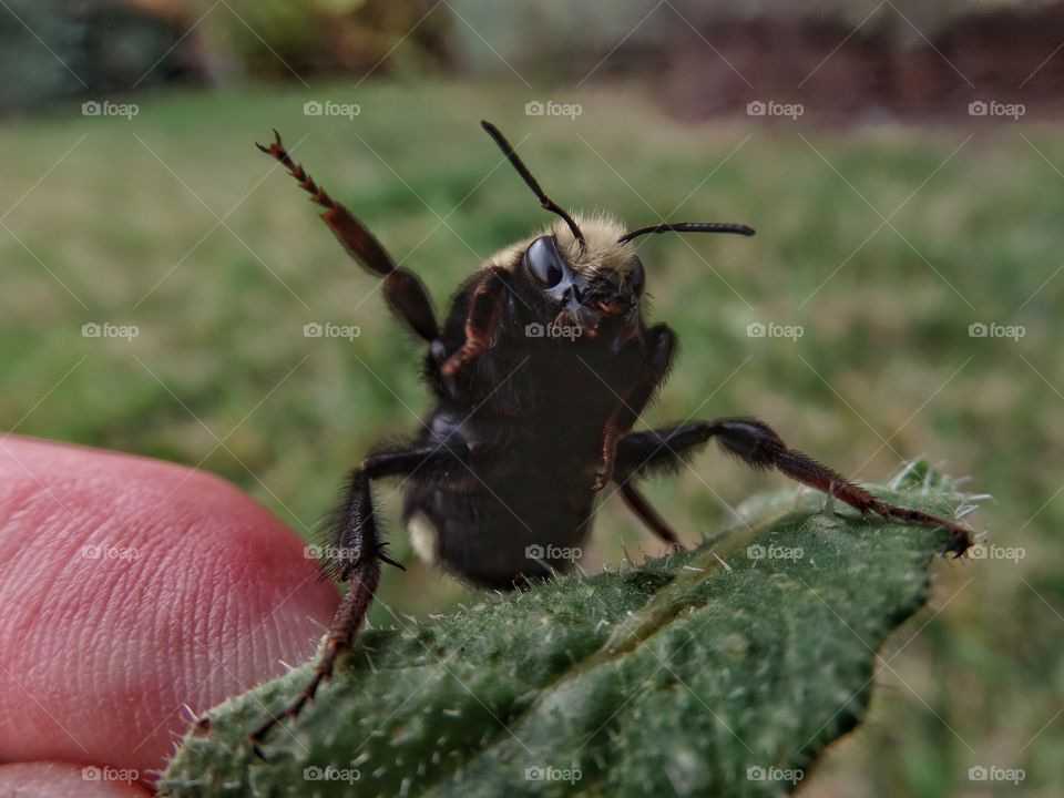 Wild Bee Held On Fingertips