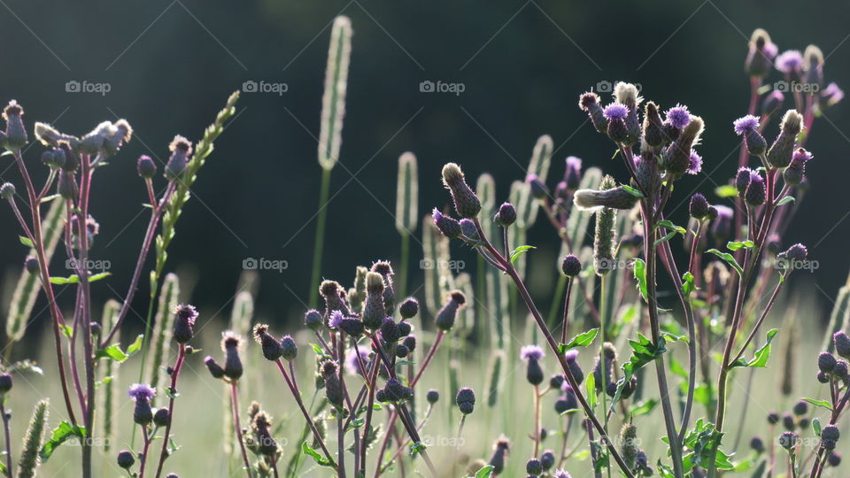 Thistles 