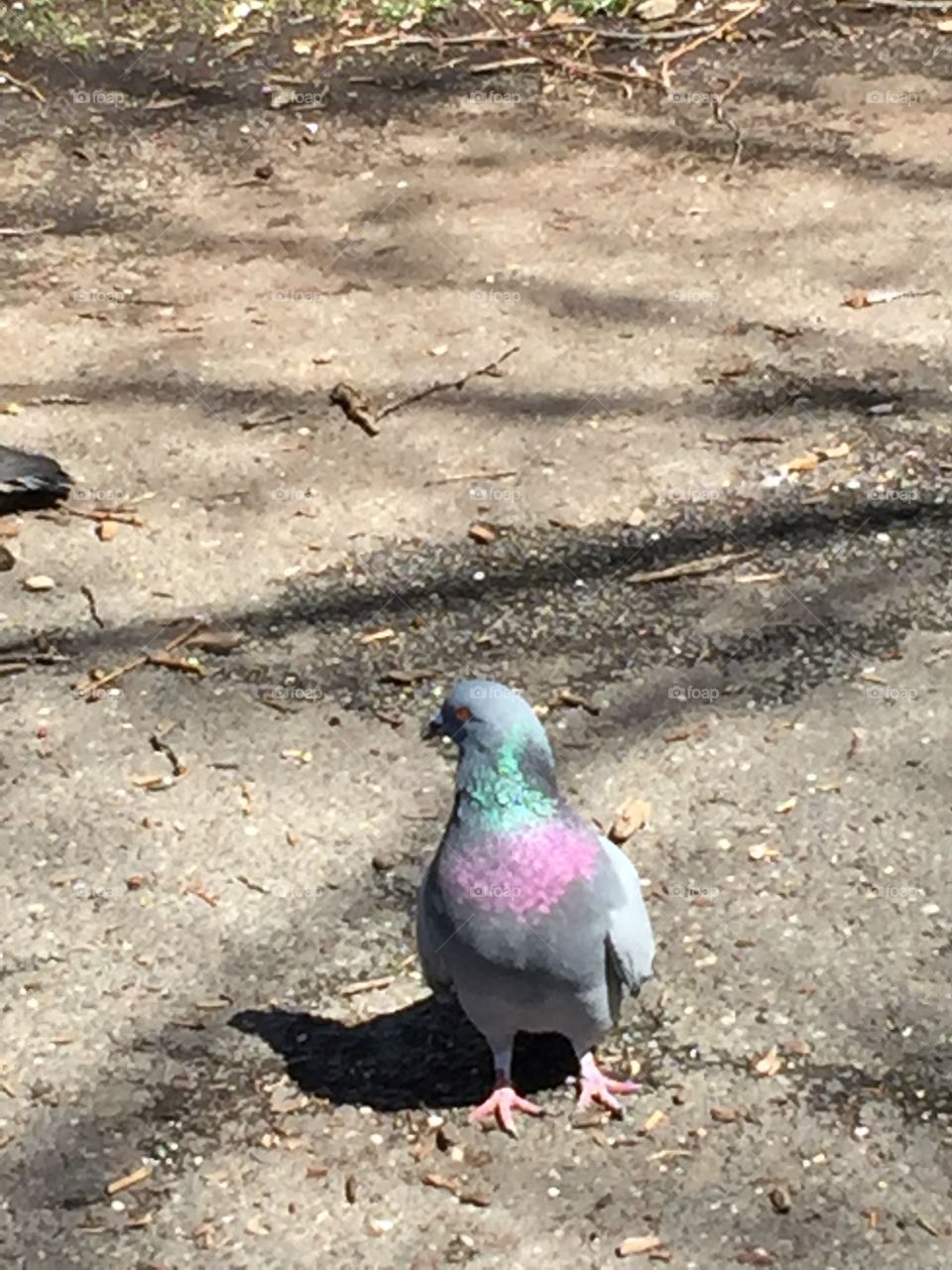 New York local pigeon 