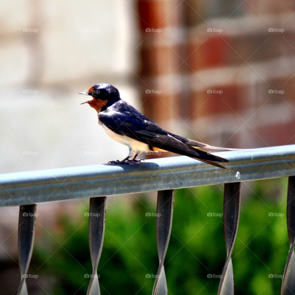 Barn swallow perching on fence