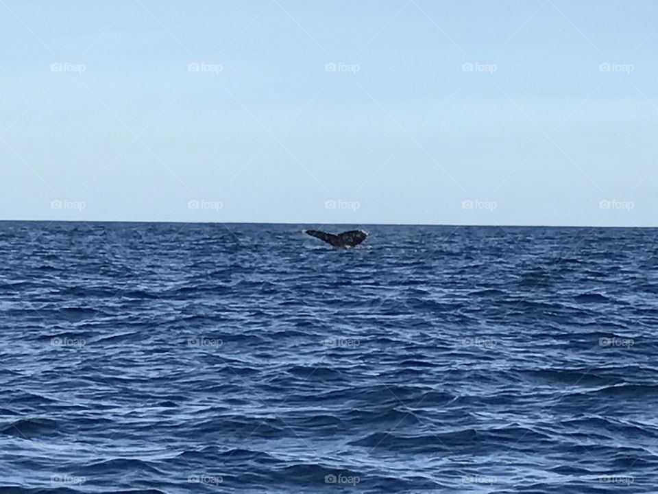 Whale horizon