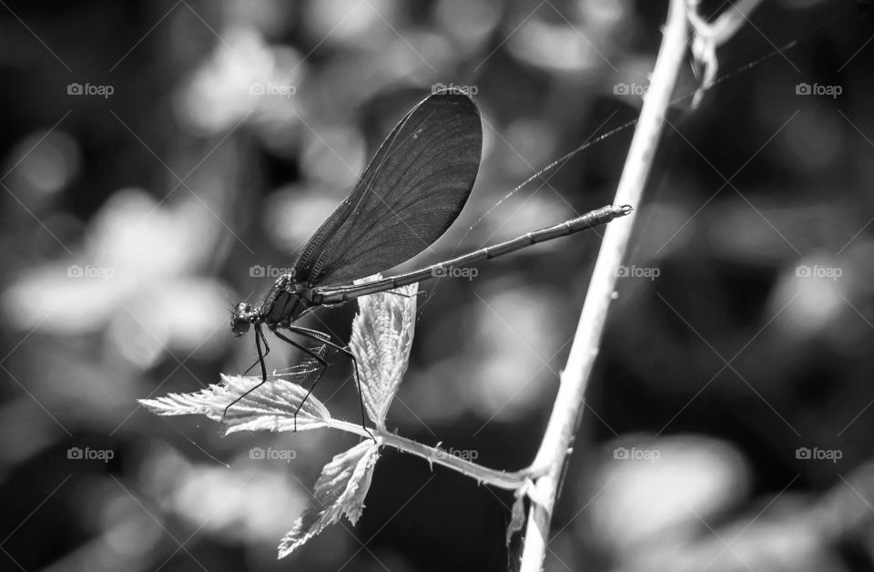 Black and white photo of dragonfly