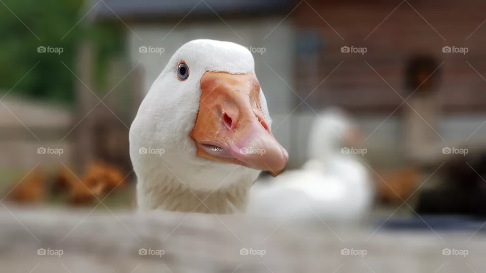 goose