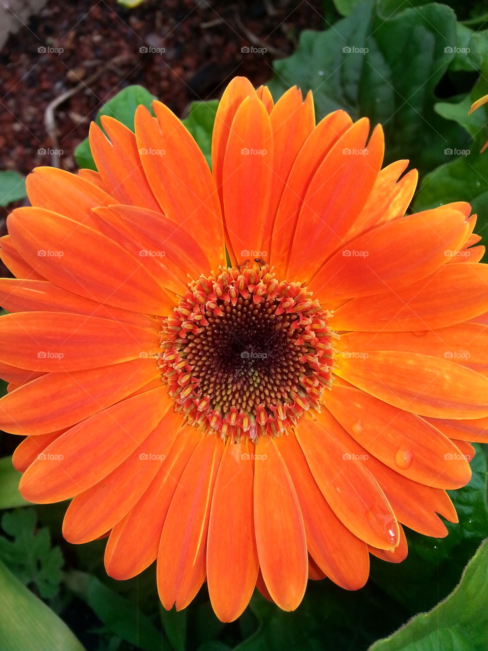 Gerber Daisy